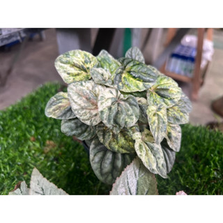 ☘️Peperomia Caperata Variegata (Pink Lady) เปปเปอร์โรเมียหน้าย่น ☘️ใบด่าง☘️