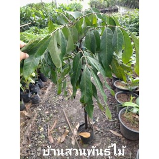 ต้นลำไย พันธุ์เพชรน้ำเอก/เพชรบ้านแพ้ว ต้นกิ่งตอน สูง 70-90 ซ…