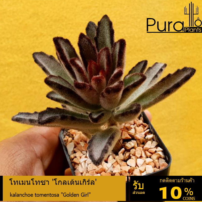 ต้นไม้อวบน้ำ กุหลาบหิน คาลันโช โทเมนโทซา โกลเด้นเกิร์ล kalanchoe tomentosa Golden Girl #succulent