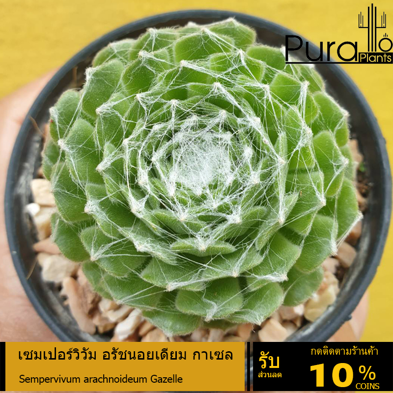 ต้นไม้อวบน้ำ กุหลาบหิน เซมเปอร์วิวัม อรัชนอยเดียมกาเซล Sempervivum arachnoideum Gazelle #Sempervivum