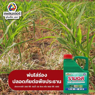 ยาฆ่าหญ้า เผาไหม้ กึ่งดูดซึมตายทุกหญ้า กำจัดหญ้าทุกชนิด รามอส ขนาด 1 ลิตร