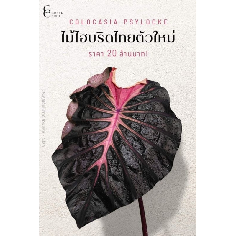 Colocasia Psylocke โคโลคาเซีย ไซลอก