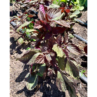 เมล็ดพันธุ์ ใบงาแดงเกาหลี ชิโสะแดง (Red Perilla Shiso ) 40-100 เมล็ด (ซื้อ 10 แถม 1 คละได้)