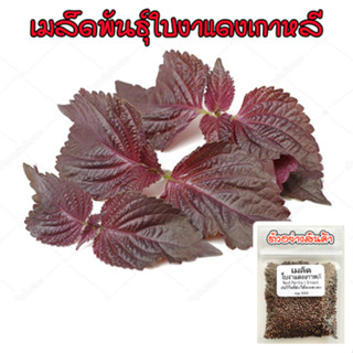 ใบงาแดงเกาหลี ชิโสะ โอบะ แดง เมล็ดพันธุ์  Shiso Red Perilla  40-100 เมล็ด ซื้อ 10 แถม 1 คละได้