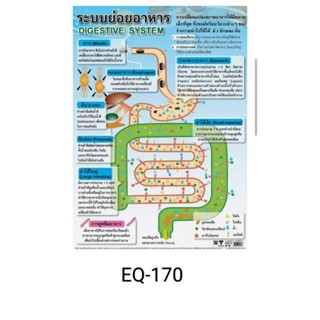 ระบบย่อยอาหาร EQ 170 โปสเตอร์สื่อการสอน หุ้มพลาสติก ขนาด 50 * 70 cm