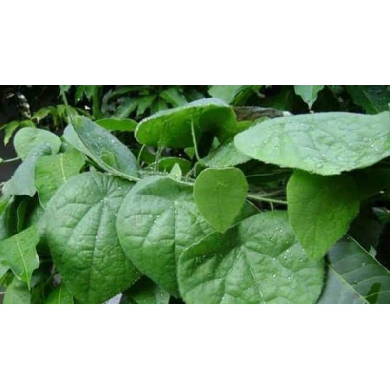 ต้นเครือหมาน้อย/แบบชำราก/ไซส์ใหญ่ 2 ถุง89 บาท