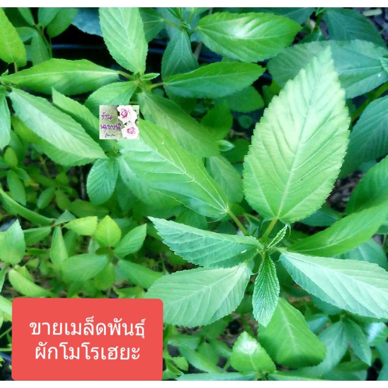 เมล็ดพันธุ์ผักโมโรเฮยะ ผักใบปอญี่ปุ่น Moroheiya seeds ถุงซิปล็อค  60 เมล็ดเป็นผักที่ได้ชื่อว่าเป็นราชาแห่งผัก