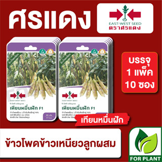 เมล็ดพันธุ์ผัก ผักซอง ข้าวโพดข้าวเหนียว เทียนหมื่นฝัก F1 ตราศรแดง บรรจุแพ็คล่ะ 10 ซอง ราคา 230 บาท