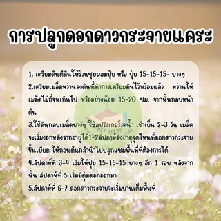 คอสมอสแคระ1,000เมล็ด คละสี ราคาส่งปลูกง่ายโตไว
