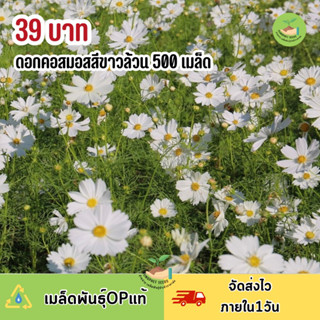 ดอกคอสมอสขาวล้วน 500 เมล็ด ไม่มีสีอื่นคละ