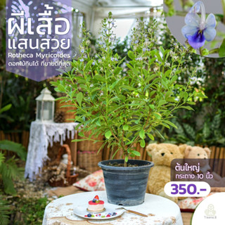 Treeno.9 T348 ดอกผีเสื้อแสนสวย - ดอกไม้กินได้ (Rotheca Myricoides) กระถาง 10 นิ้ว / สูง 70-80 ซม. / ไม้ประดับ ไม้ดอก (ต้นไม้)