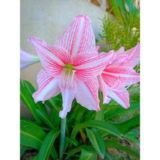 Amaryllis ว่านสี่ทิศพื้นเมือง รางเงิน ปลูกเพื่อเสริมดวงตามวันเกิด เพิ่มความรุ่งเรืองในชีวิต