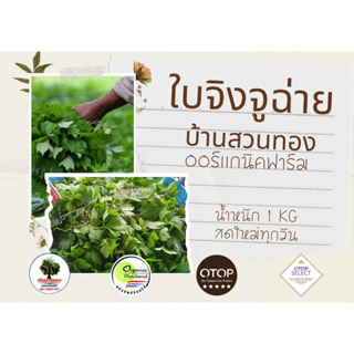 ใบจิงจูฉ่ายออร์เเกนิค 100% ผักสดใหม่ทุกวัน 🌿🌿สินค้า OTOP ระดับ5ดาว 🇹🇭ฟาร์มได้รับรางวัลระดับประเทศ ปี2546🇹🇭