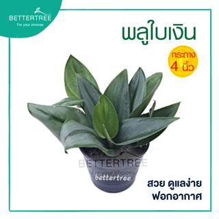 พลูใบเงิน กระถาง4นิ้ว   Scindapsus treubii Moonlight  ต้นไม้ฟอกอากาศ  ต้นไม้มงคล ต้นไม้ พลูด่าง plant