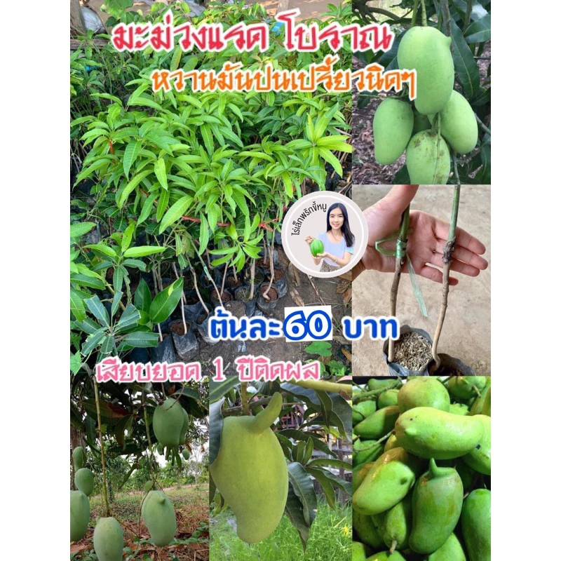 #ต้นมะม่วงแรด(เสียบยอด) 1 ปีติดผล สูง50-60เซน
