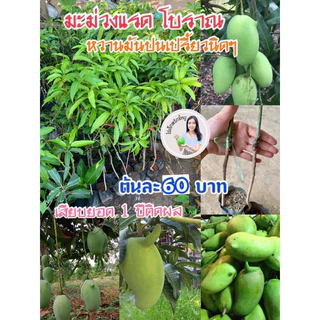 #ต้นมะม่วงแรด(เสียบยอด) 1 ปีติดผล สูง50-60เซน