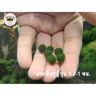 Marimo มาริโมะสายพันธุ์ญี่ปุ่น ขนาด 0.8-1 ซม. (พร้อมส่ง)