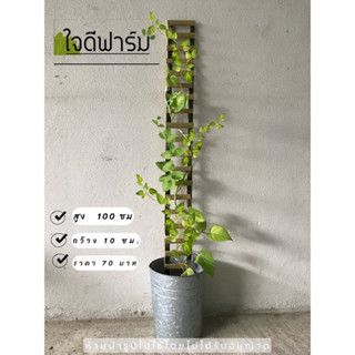 บันไดไม้เลื้อยขนาดเล็ก,ไม้หลักกระถาง สูง 100x10 ซม.✅✅