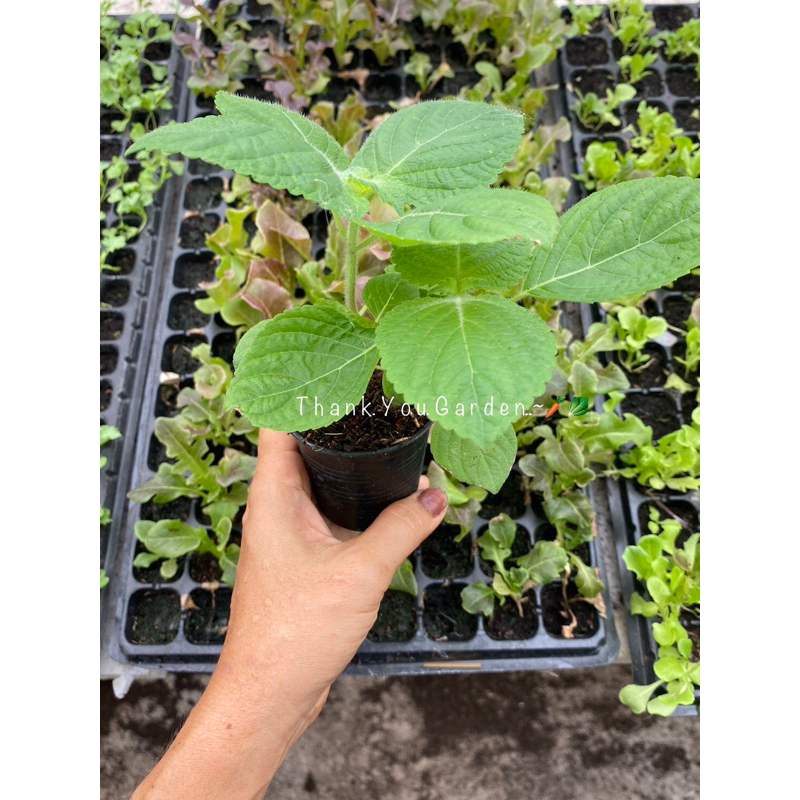 ต้นกล้า ชิโสะ โอบะ ต้นกล้าใบงาเกาหลีกระถาง 2นิ้ว/5 นิ้ว Green Shiso Plant