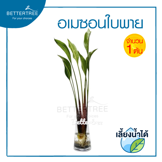 อเมซอนใบพาย (จำนวน 1 ต้น) เลี้ยงน้ำได้ Bulltongue Arrowhead ต้นไม้น้ำ