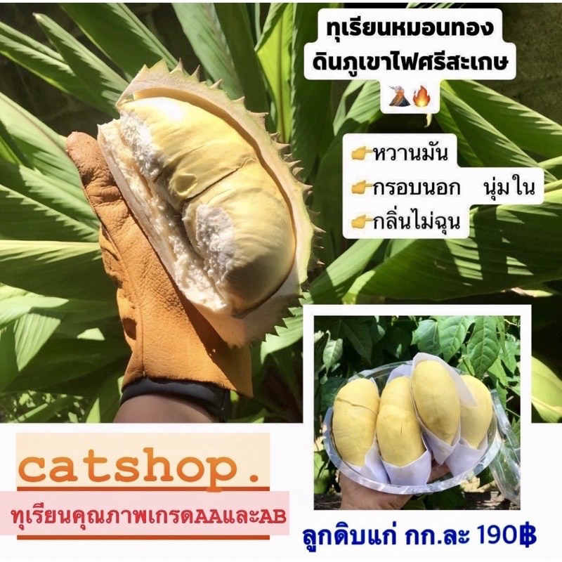 [รอบตัด 3-4 ก.ค. 69] ทุเรียนภูเขาไฟศรีสะเกษ🌋🔥 กรอบนอก นุ่มใน กลิ่นไม่ฉุน