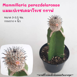 Mammillaria perezdelarosae แมมเปเรซเดลาโรเซ กราฟ Cactus กระบองเพชร พืชอวบน้ำ พืชทะเลทราย ตะบองเพชร