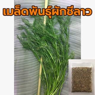 เมล็ดพันธุ์ ผักชีลาว ซองละ 15 กรัม ราคา 20บาท เมล็ดผักชีลาว