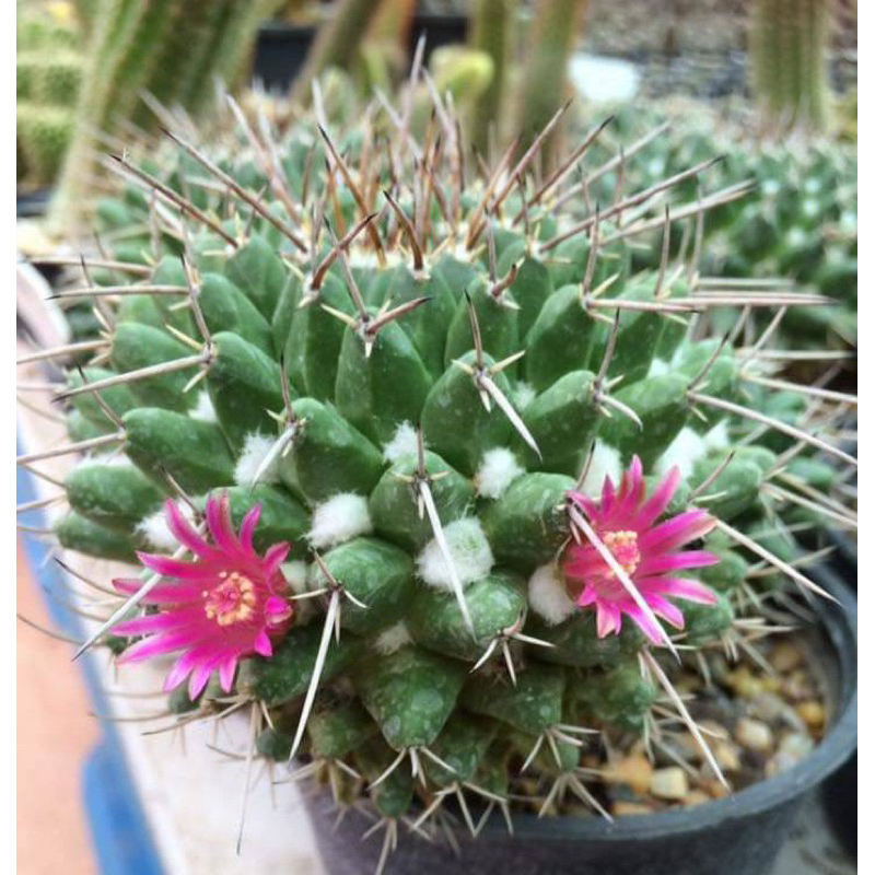 Mammillaria compressa แมมมิลลาเรีย คอมเพรสซ่า ไม้พอท ในกระถาง 2.5 นิ้ว ส่งทั้งกระถาง