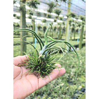 Tillandsia bulbosa ดาวล้อมเดือน