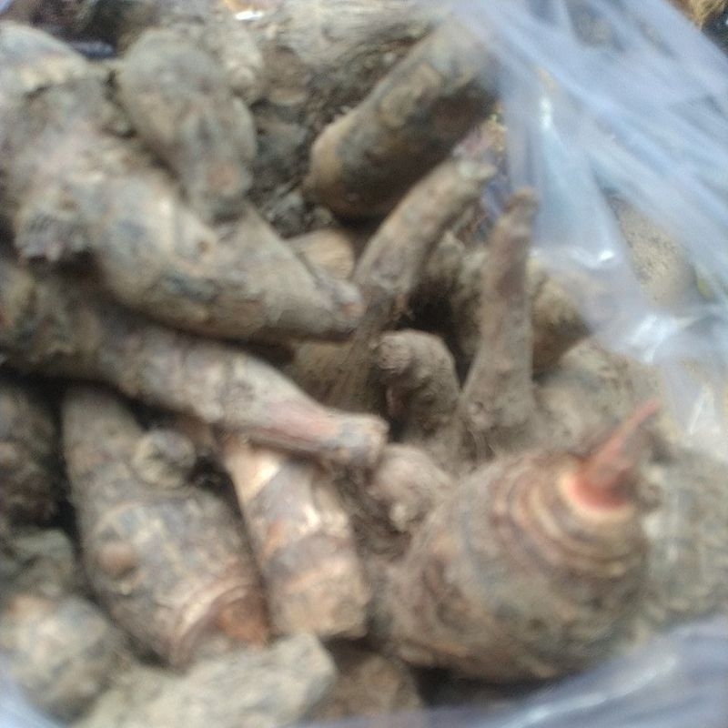 เผือกดำป่าดินดำ1kilo