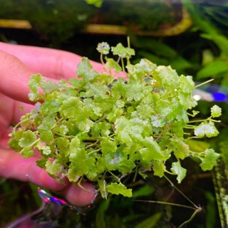 วาบิ ตำลึง​แคระญี่ปุ่น​ (Warbi Hydrocotyle sibthorpioides)​
