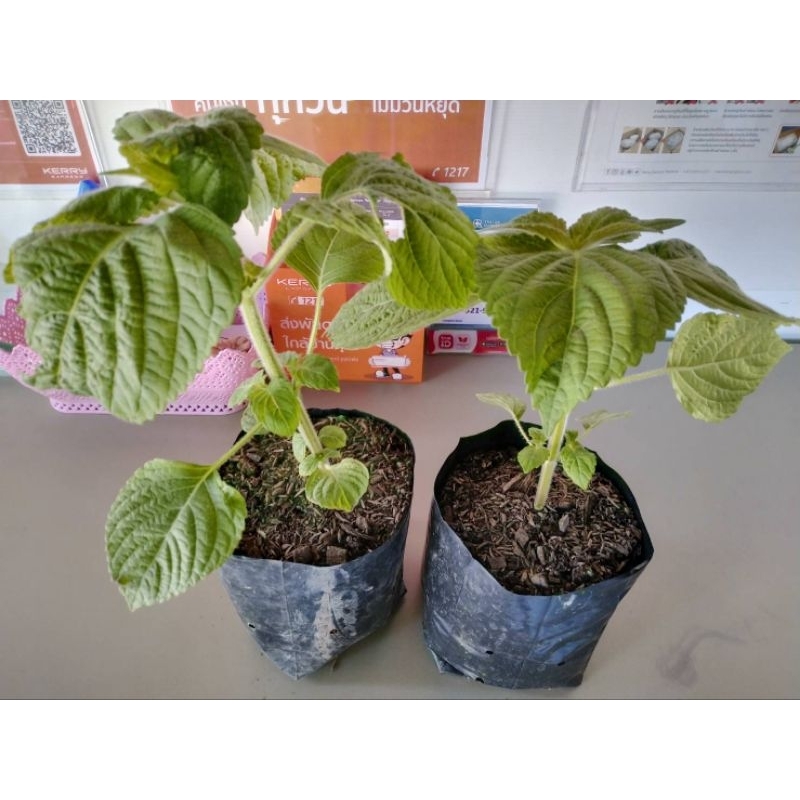 เมล็ดพันธุ์ ใบโอบะหรือใบชิโสะ (Shiso) สีเขียว 200 เมล็ด แถมฟรี 50 เมล็ด
