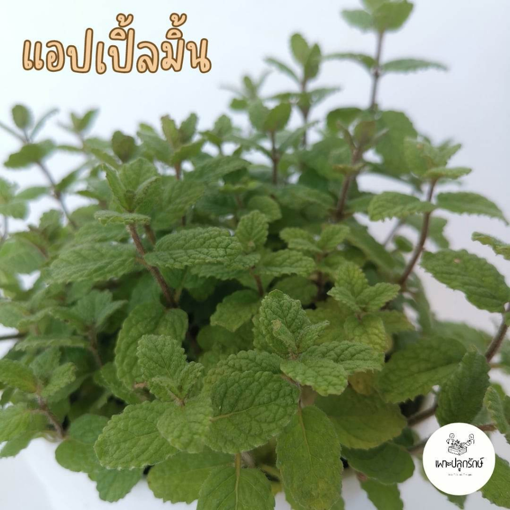 ต้นแอปเปิ้ลมิ้น apple mint #กลิ่นหอม #Herb