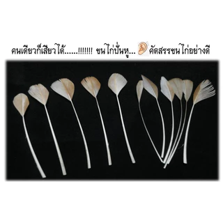 ขนไก่ปั่นหู ชุด 22ก้าน สะอาด ปลอดภัย ผ่านการฆ่าเชื้อแล้ว แก้อาการคันถูกจุด เพลินจนตาปรืออออ ไม่เชื่อก็