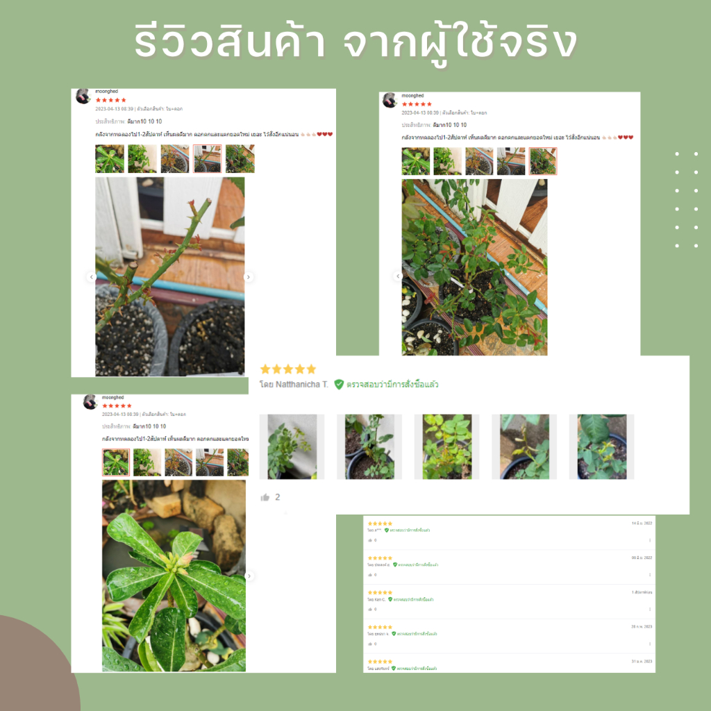 รูปภาพ 2
