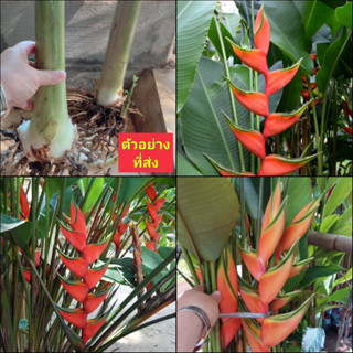 (1หน่อ) ต้น หน่อ เหง้า เฮลิโคเนีย Heliconia Lobster claw ธรรมรักษา ก้ามกุ้ง ก้ามกั้ง สร้อยกัทลี Heliconia spp  ล็อบเตอร์