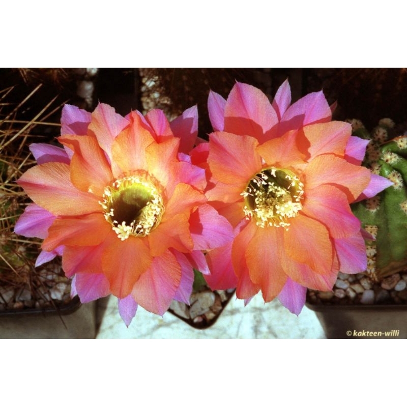 กระบองเพชร cactus ไม้นำเข้าจากอเมริกา หน่อเด็ดสด Echinopsis 'Morgenzauber'ขนาดหน่อ 2.5 - 3.2 ซม.ออกดอกในไทยแล้ว
