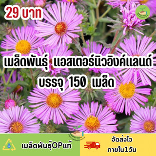 ถูกสุดคุ้ม เมล็ดพันธุ์ ดอกแอสเตอร์นิวอิงคแลนด์ บรรจุ 150 เมล็ด