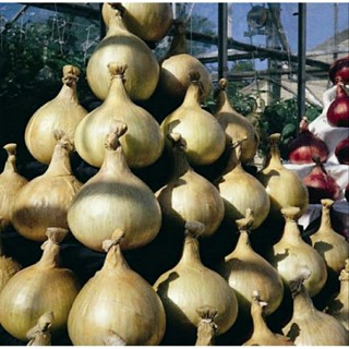 เมล็ดพันธุ์หัวหอมยักษ์แมมมอธ อิมพรูฟ(Mammoth Improved Giant Onion Seed)บรรจุ 50 เมล็ด ของแท้ คุณภาพดี ราคาถูก นำเข้า