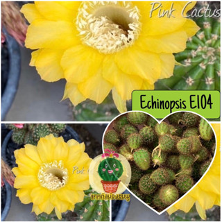 หน่อเด็ดสด 6 หน่อ 20 บาท  แคคตัส/กระบองเพชร Cactus อิชอนอป Echinopsis E104