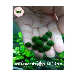 Marimo มาริโมะสายพันธุ์ญี่ปุ่น ขนาด 1.3-1 4 ซม. (พร้อมส่ง)