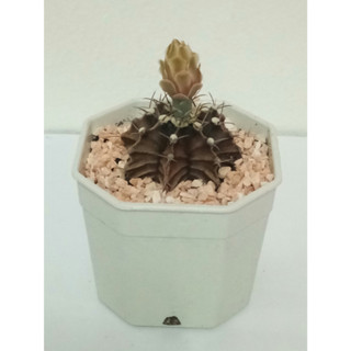 แคตตัส ยิมโนคาไลเซียม (Gymnocalycium)เชื้อด่าง