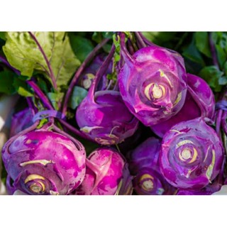 เมล็ดพันธุ์กะหล่ำปมม่วงเออร์ลี่ เพอร์เพิล เวียนนา(Early Purple Vienna Kohlrabi Seed)บรรจุ 100 เมล็ด ของแท้ คุณภาพดี