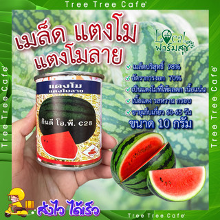 เมล็ดแตงโม แตงโมลาย 10 กรัม 🍉 เมล็ดพันธุ์แตงโม กินดี โอ.พี ตรารถถัง อัตรางอก 70% น้ำหนัก เมล็ดพันธุ์ แตงโม