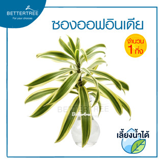 ซองออฟอินเดีย ( จำนวน 1 กิ่ง ) Dracaena reflexa Lam. ‘Sons of India’  สามารถเลี้ยงน้ำได้  ต้นไม้