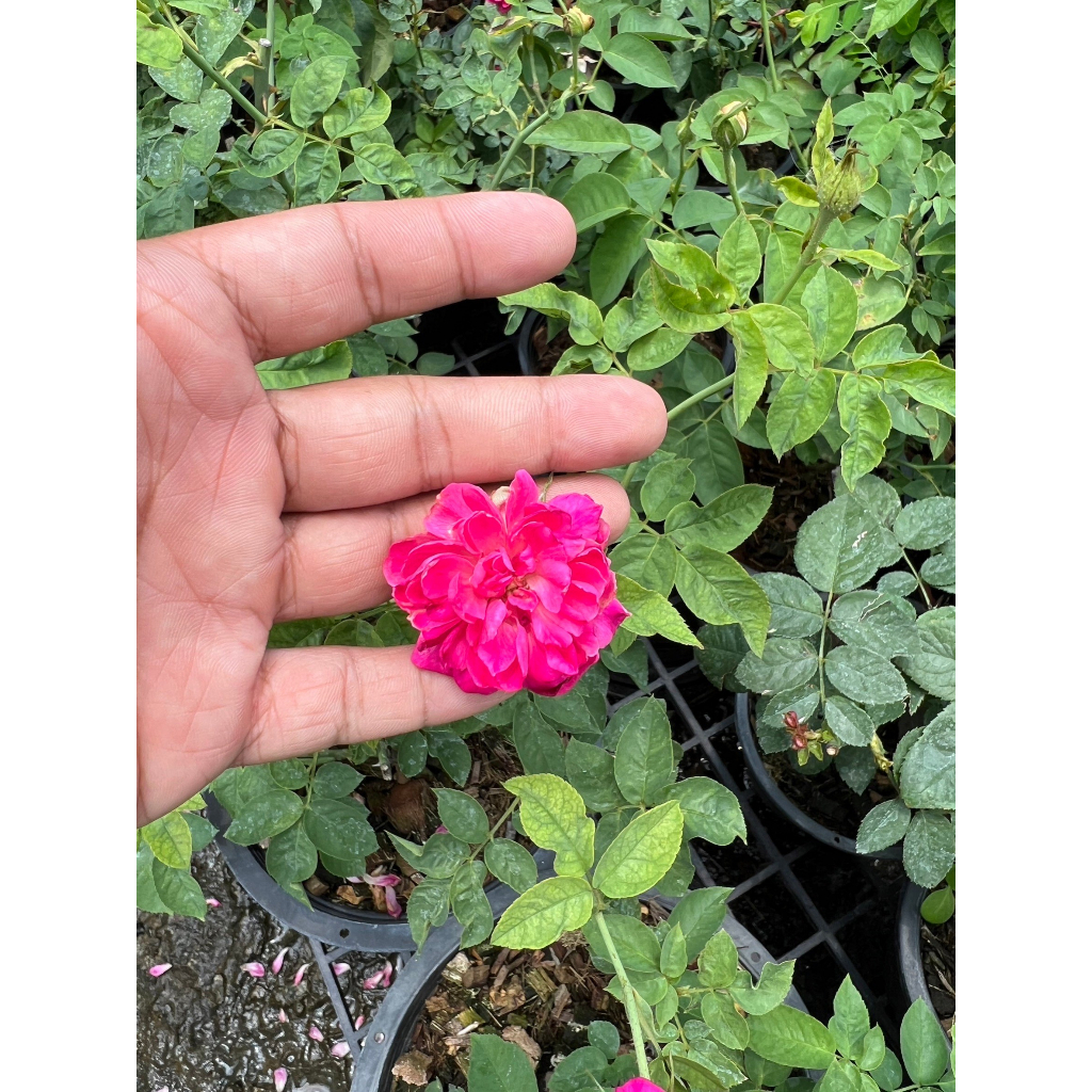 มุมมอง 5