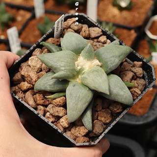 อริโอคาปัส ไม้เมล็ด Ariocarpus retusus ลูกผสม เชื้อ trifinger แคคตัส ไม้อวบน้ำ อาริโอคาปัส ไม้สะสม