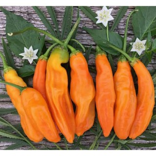 เมล็ดพันธุ์พริกเปรู อาจิ อามาริลโล่(Aji Amarillo Hot Pepper Seed)บรรจุ 15 เมล็ด ของแท้ คุณภาพดี ราคาถูก นำเข้าจากต่าง