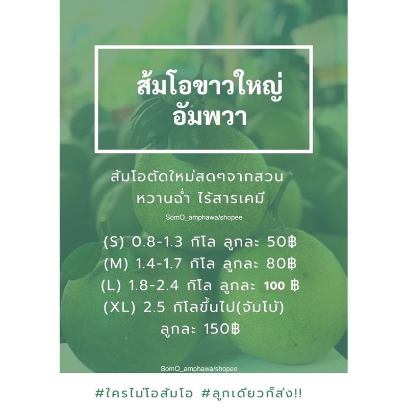 ส้มโอขาวใหญ่ อัมพวา ตัดสดๆจากสวน หวาน ไม่ขม ลูกละ50฿ ราคา ถูกที่สุด ดีลบีเคเค แกลเลอรีภาพที่ 2