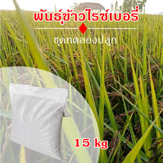 พันธุ์ข้าวไรซ์เบอรี่ ชุดทดลองปลูก 15 กิโลกรัม